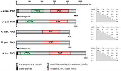 PilY1 Promotes Legionella pneumophila Infection of Human Lung Tissue Explants and Contributes to Bacterial Adhesion, Host Cell Invasion, and Twitching Motility